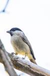 Poecile palustris