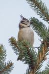 Lophophanes cristatus