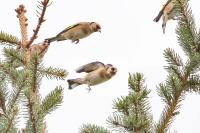Carduelis carduelis