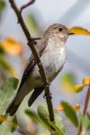 Ficedula hypoleuca