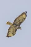 Buteo buteo