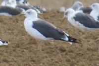 Larus fuscus