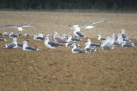 Larus fuscus