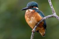 Alcedo atthis