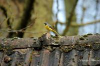 Motacilla cinerea