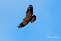 Buteo buteo