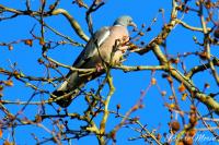 Columba palumbus