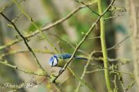 Cyanistes caeruleus