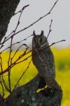 Asio otus