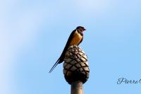 Hirundo rustica