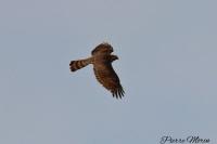 Accipiter nisus