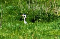 Ardea cinerea