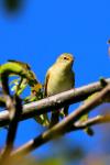 Phylloscopus collybita