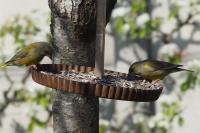 Chloris chloris