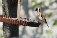 Carduelis carduelis