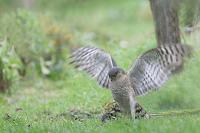 Accipiter nisus