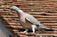 Columba palumbus
