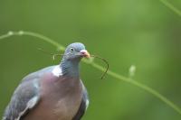 Columba palumbus