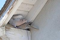 Streptopelia decaocto