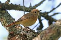 Phoenicurus phoenicurus