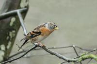 Fringilla montifringilla