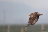 Buteo buteo