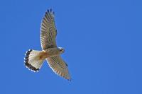 Falco tinnunculus