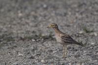 Burhinus oedicnemus