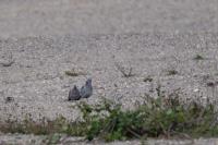 Columba oenas