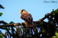 Falco tinnunculus