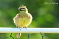 Emberiza cirlus
