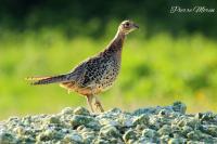 Phasianus colchicus