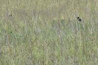 Saxicola rubicola