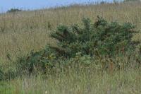 Saxicola rubicola