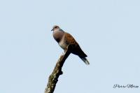 Streptopelia turtur