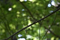 Phylloscopus sibilatrix