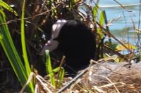 Fulica atra