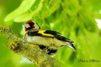 Carduelis carduelis