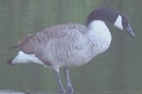 Branta canadensis