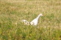 Bubulcus ibis