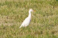 Bubulcus ibis