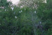 Bubulcus ibis