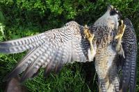 Falco peregrinus