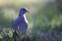 Streptopelia turtur