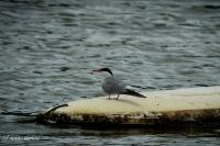 Sterna hirundo