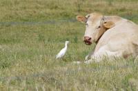 Bubulcus ibis