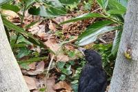 Corvus monedula