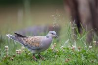 Streptopelia turtur
