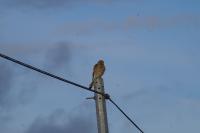 Falco tinnunculus