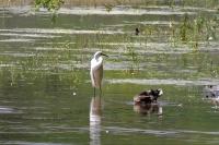 Ardea alba